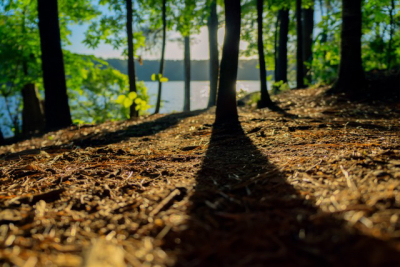 Beautiful path through trees