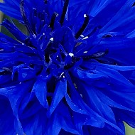 Mountain Flowers 