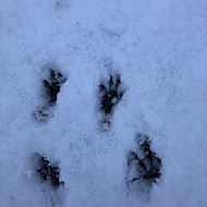 Tracks