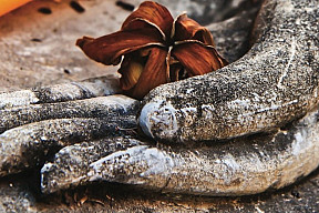 Beyond Mindfulness. An Introduction to Buddhism 2027