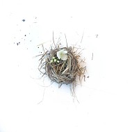 Nest